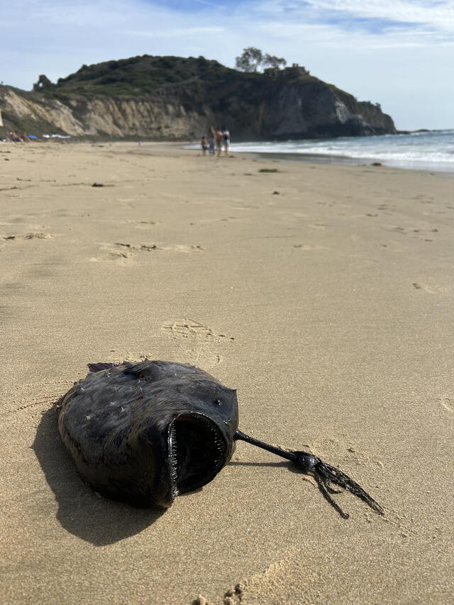  El pez muerto terminó varado en la playa de Moro, al sur de California. Foto: Crystal Cave State Park   