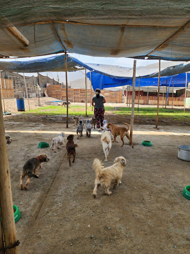 albergue de perros en Ventanilla