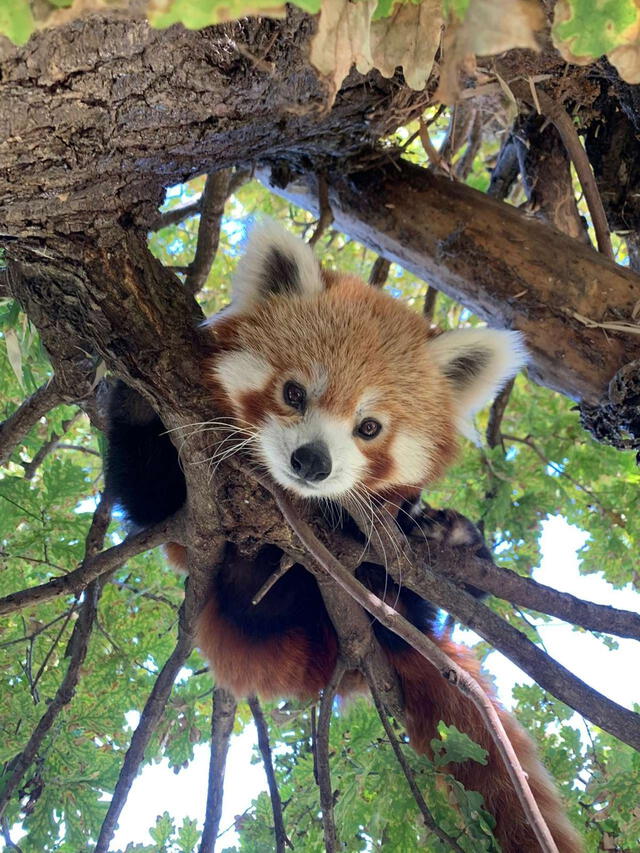 El zoológico de Edimburgo lamenta la muerte de Roxie, una cría de panda rojo de tres meses, debido al estrés por los fuegos artificiales durante la Noche de Hogueras. Foto: Zoo de Madrid   