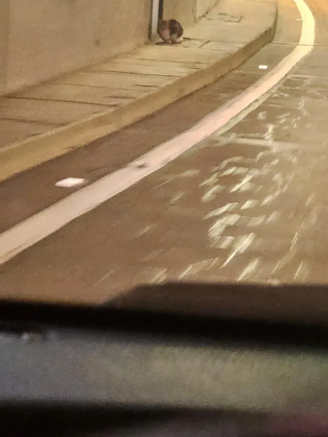 Conductores reportaron haber divisado al gatito dentro del túnel. Foto: Silvana Quiñonez   