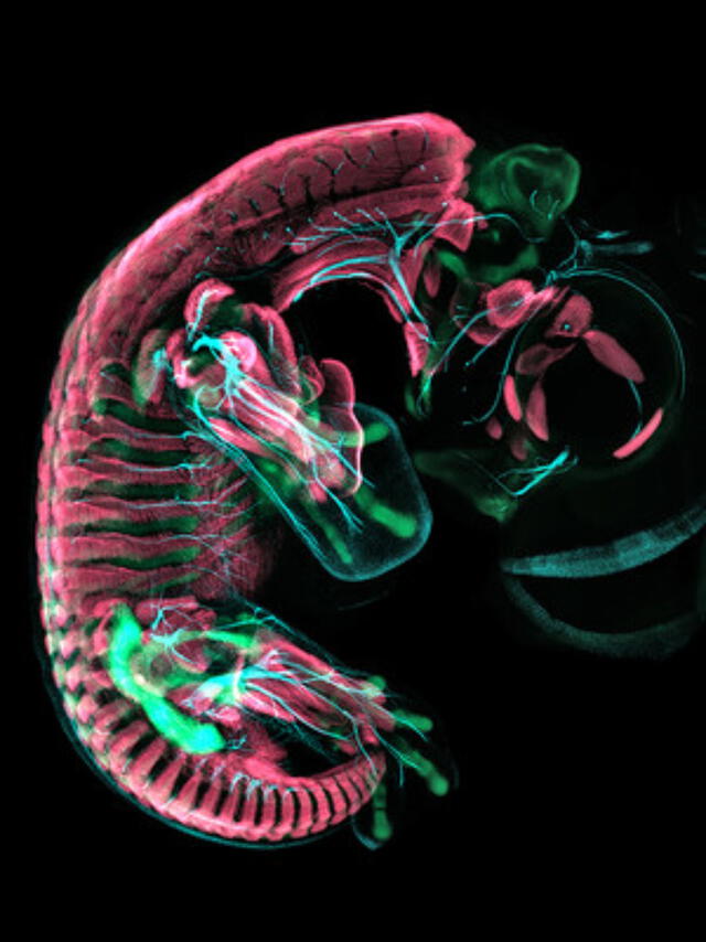 Microscopía del embrión de un perico. Según los científicos, la pelvis de esta ave se parece a la de un velociraptor. Foto: Christopher T. Griffin / Daniel Smith-Paredes / Bhart-Anjan S. Bhullar