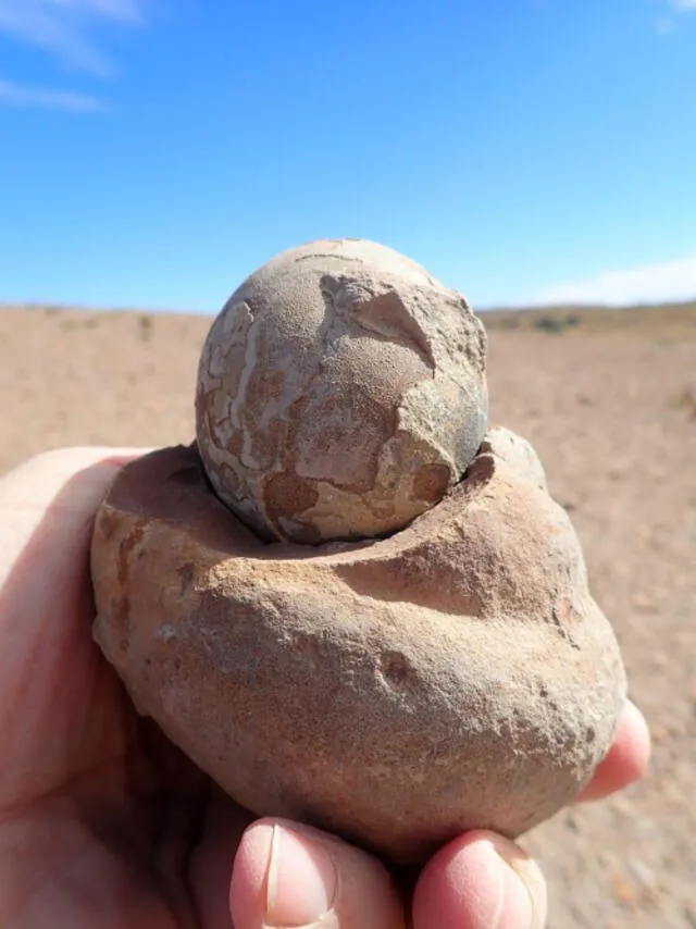 Huevo fósil de Mussaurus patagonicus. Foto: Roger Smith