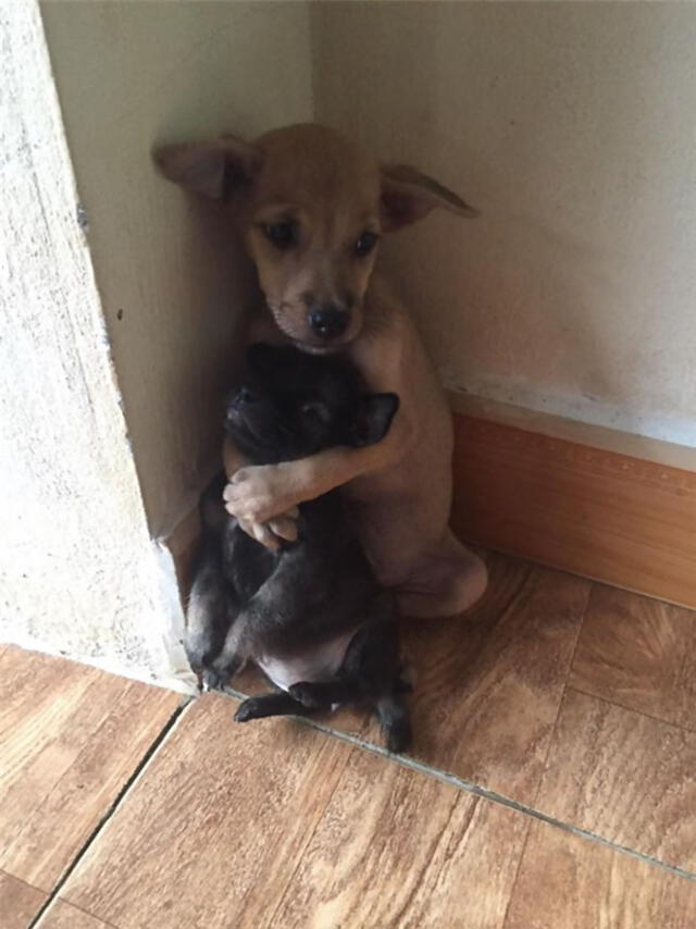 Perritos continúan abrazándose en su nuevo hogar. Foto: STR Noticias    