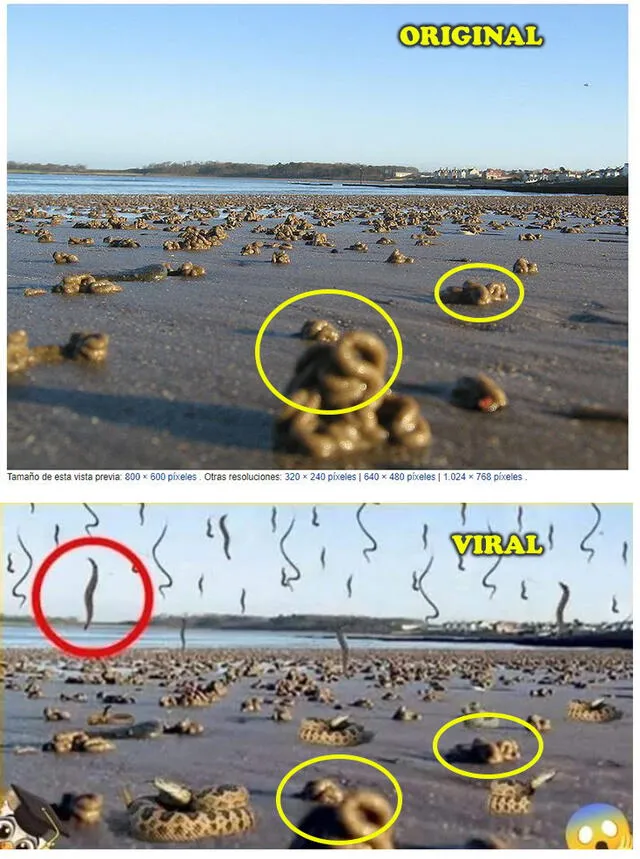 Comparación de imágenes. Foto: composición / captura en Wikimedia (arriba) / captura en Facebook (abajo).