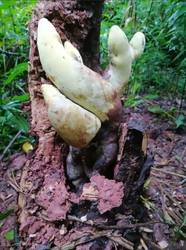 Las estructuras reproductivas del D. rex crece en posición vertical. Foto: Indunil C. Senanayake