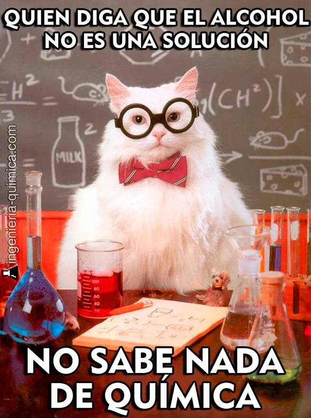 meme viral gato científico