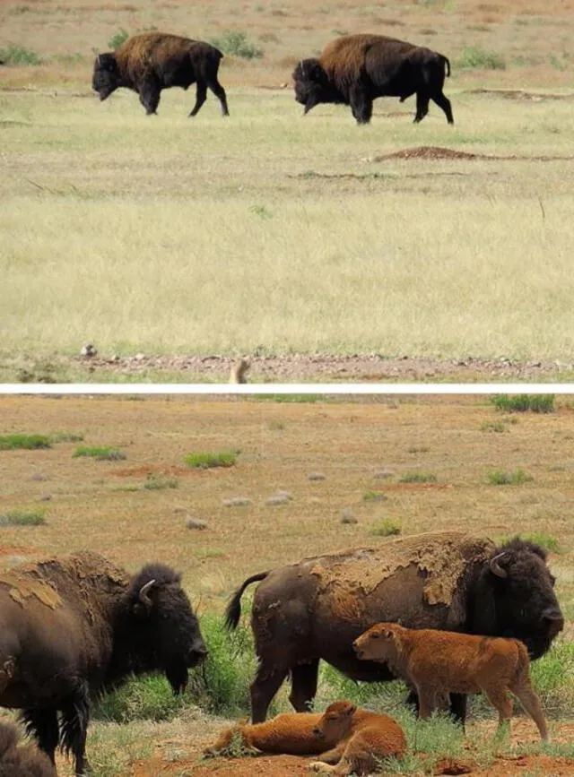 Combo de fotografías cedidas por la Comisión Nacional de Áreas Naturales Protegidas, en la que se observa un grupo de Bisontes americanos (Bison bison), pastando en el estado de Chihuahua (México). Foto: Rodrigo Chávez/EFE.