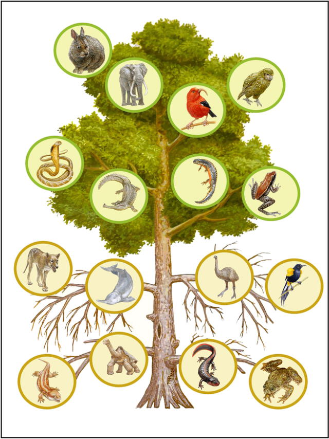  Representación esquemática de la mutilación del árbol de la vida. Foto: Marco Antonio Pineda    