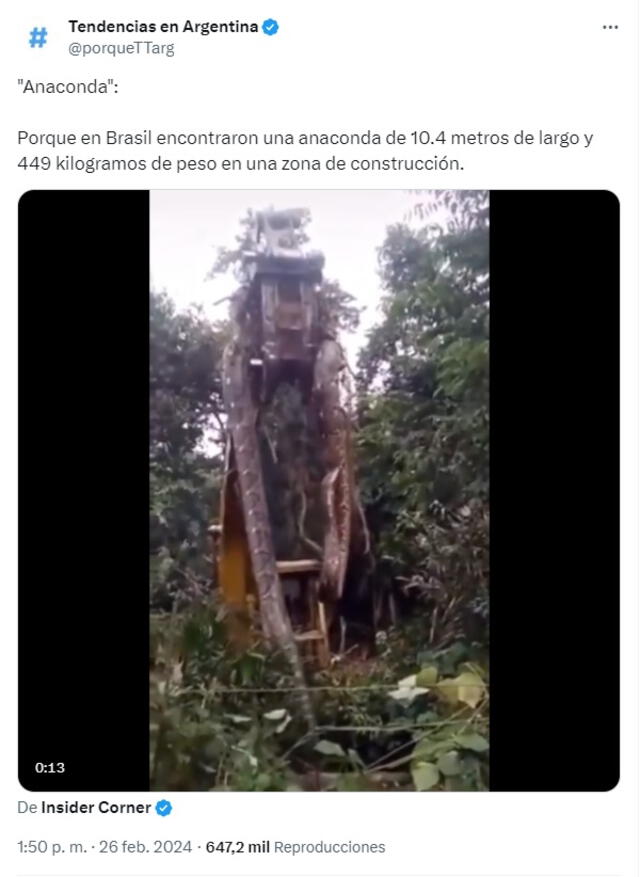  Serpiente de gran tamaño fue supuestamente descubierta en Brasil. Fuente: captura de Twitter   