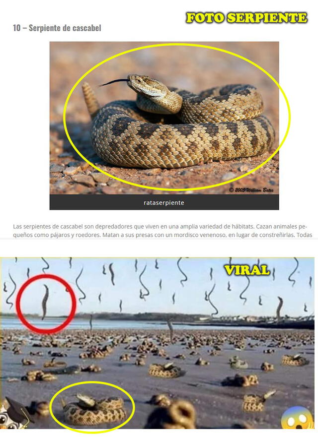 Comparación de imágenes. Foto: composición / captura en The Most 10 (arriba) / captura en Facebook (abajo).