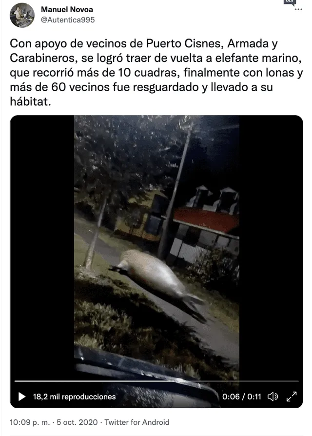 Video original de un elefante marino en las calles de Puerto Cisnes, Chile. Foto: captura de Twitter / @Autentica995