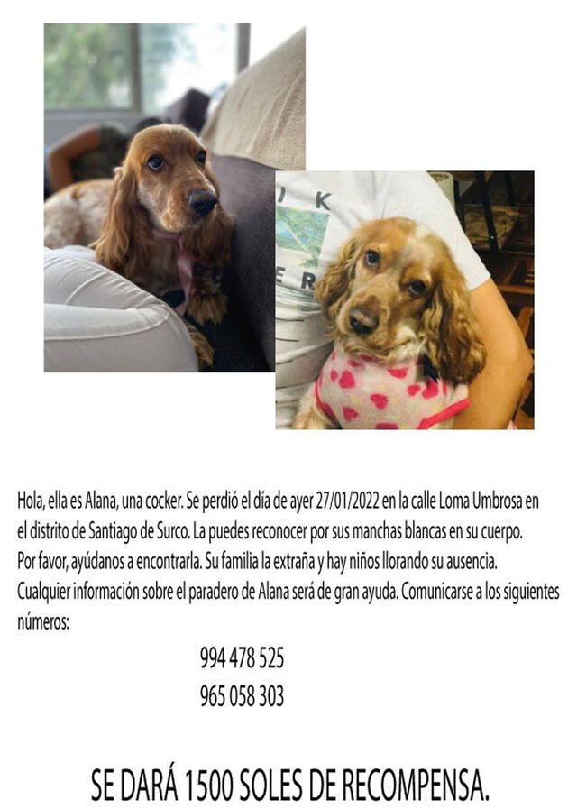 Dueños ya revisaron las cámaras de seguridad, pero aún no tienen noticias del can. Foto: Twitter @macv282