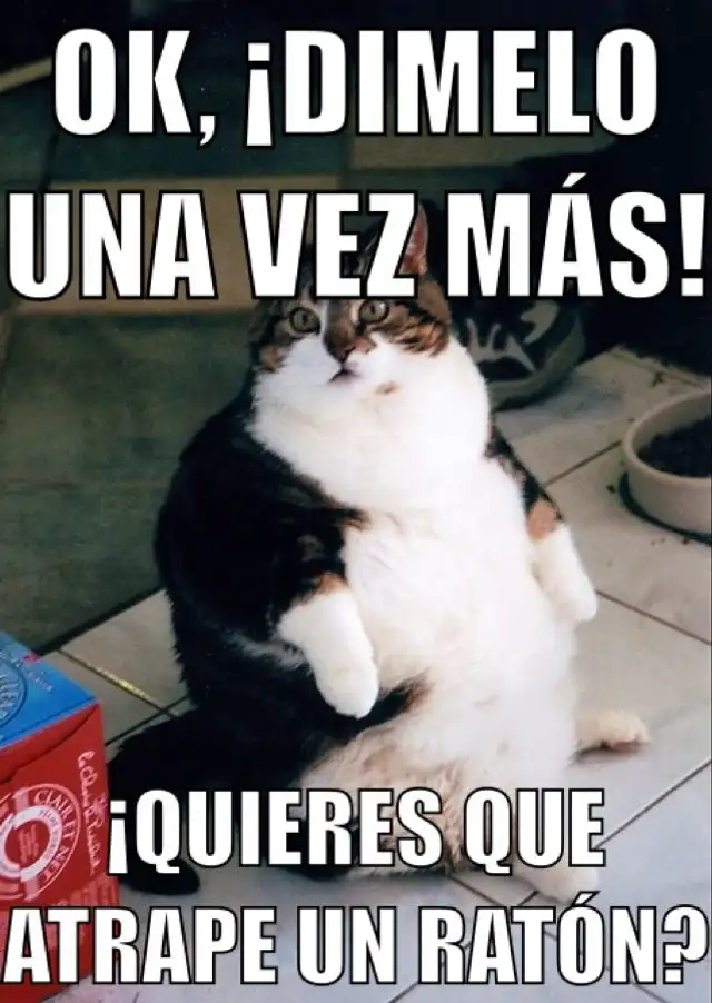  Día Internacional del Gato: Los memes más graciosos que alegrarán tu jornada. Foto: X    