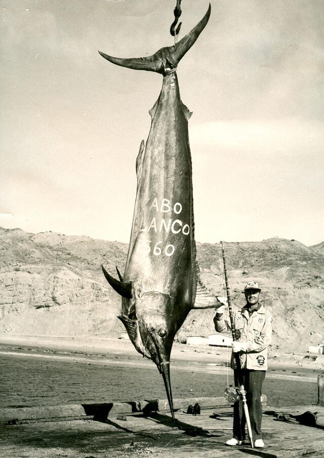 ¿Cuánto pesaba el merlín negro más grande del mundo, pescado en Perú?