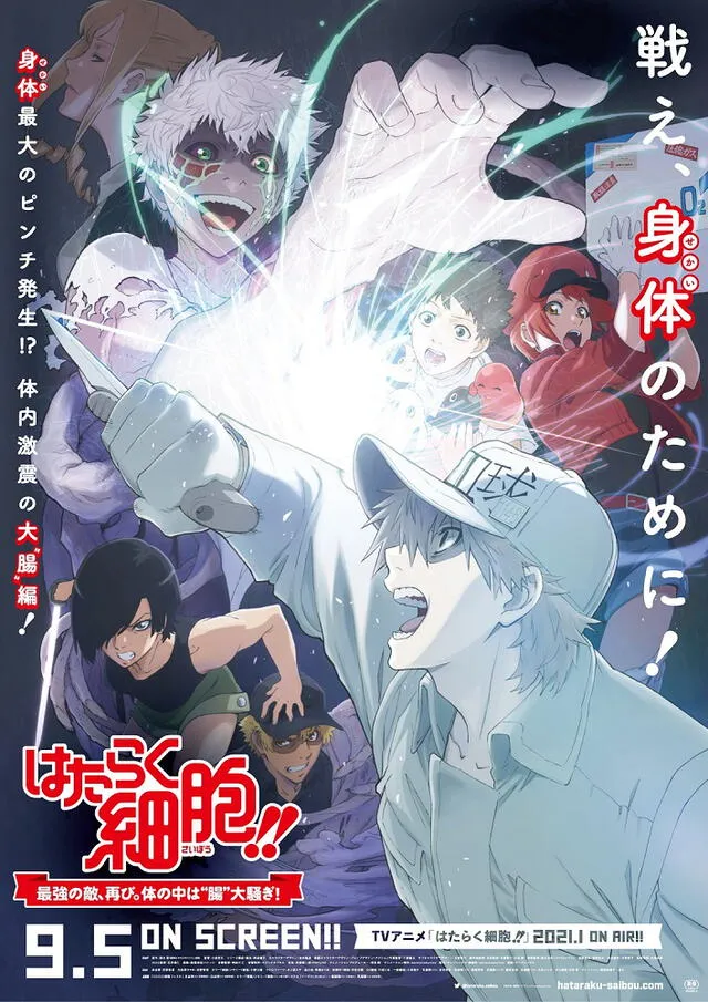 Hataraku saibou 2: confirman cantidad de capítulos para segunda temporada, Animes