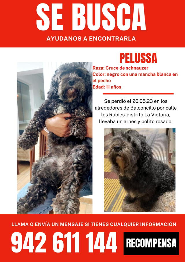  Anuncio que comparten para buscar a Pelussa. Imagen: cortesía 