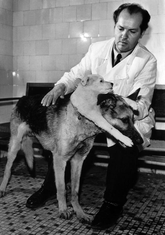 Vladimir Petrovich Demikhov posa con sus perros trasplantados. Foto: Keystone-France Vladimir Petrovich Demikhov posa con sus perros trasplantados. Foto: Keystone-France
