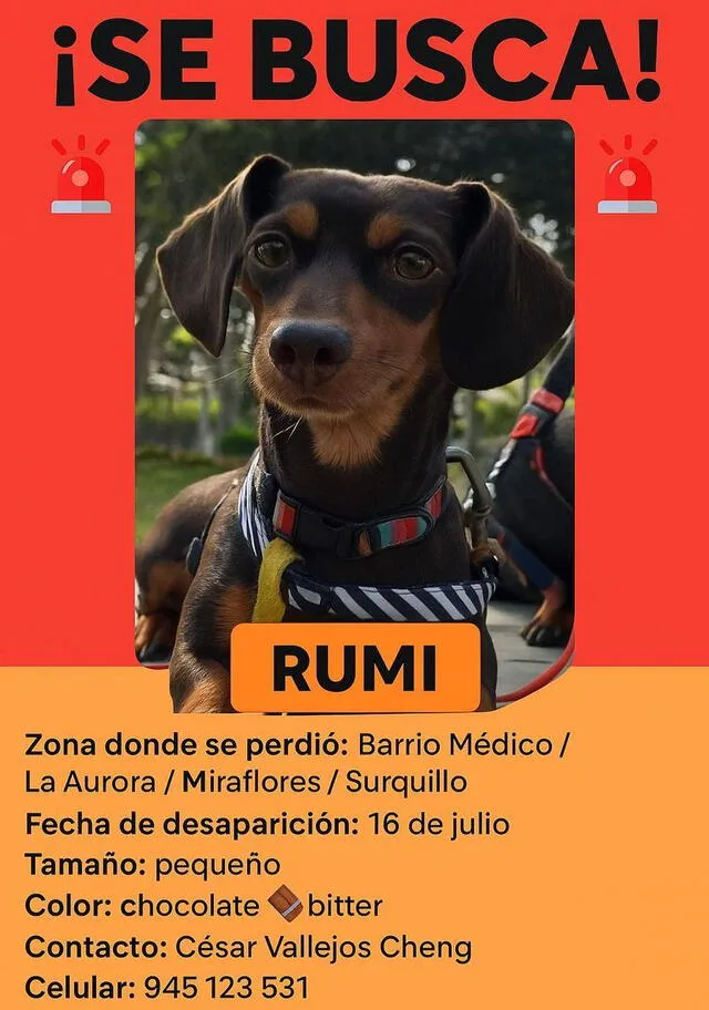 Dueños de Rumi piden a los ciudadanos que se comuniquen al número si es que dan con el paradero de Rumi. Dueños de Rumi piden a los ciudadanos que se comuniquen al número si es que dan con el paradero de Rumi.