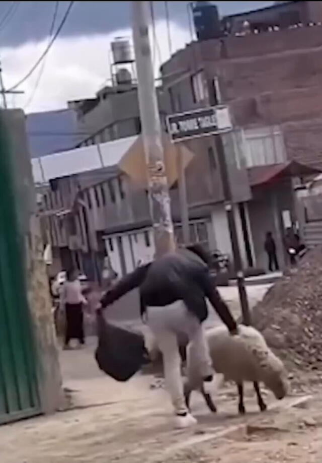 Joven encontró a la oveja en la calle y la pateó. Foto: X   