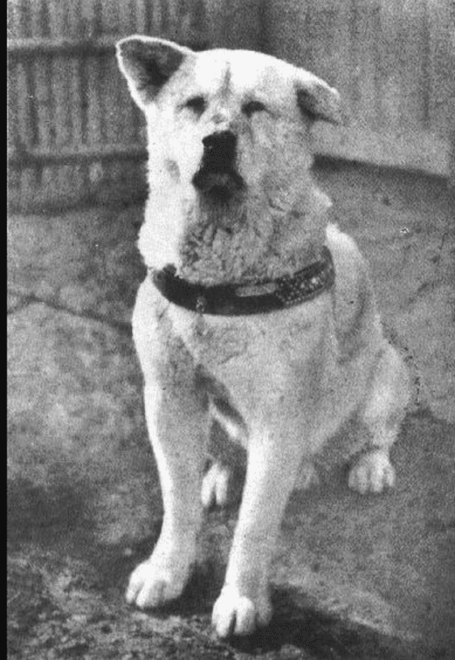 Imagen real de Hachiko. Foto: 20minutos.es Imagen real de Hachiko. Foto: 20minutos.es