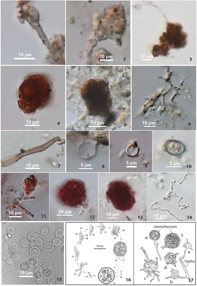 Hongos en cerámica Shangshan frente a Monascus moderno: hallan hifas, cleistotecios y células de levadura en desarrollo. Foto: PNAS