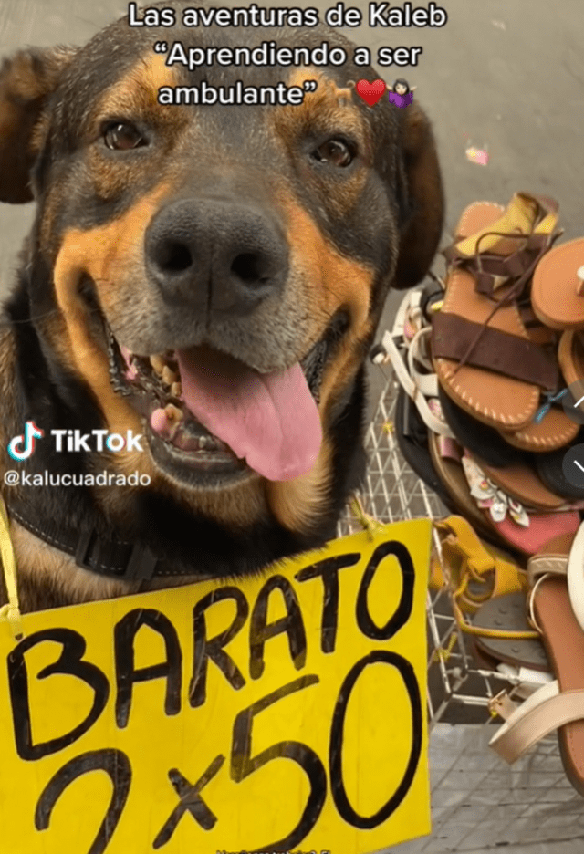 ¿Quién es Chulito, el perro que lucha contra el cáncer y ayuda a su dueña a vender sandalias para su tratamiento?