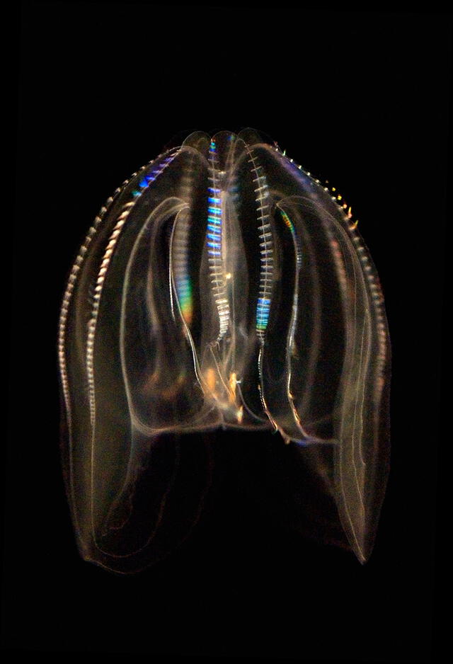 Existen al menos 150 especies de medusa peine en el mundo. Foto: George Grall / National Geographic