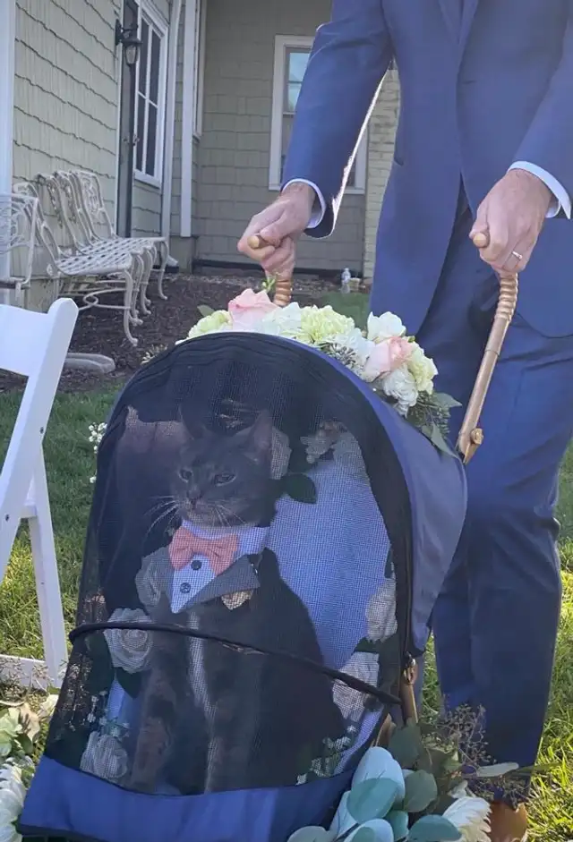 Gatito, portador de anillo de bodas, se vuelve viral en Twitter debido a su curioso outfit