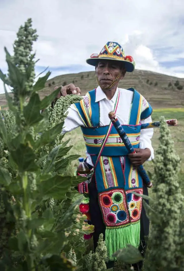 La quinua orgánica, una palanca para el desarrollo de los campesinos de los Andes