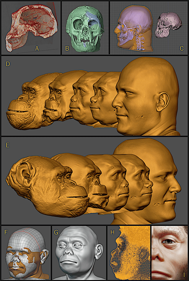  El rostro del Hobbit fue reconstruido tras comparar el cráneo de este homínido con el de un chimpancé y un Sapiens. Foto: Ciceron Moraes   