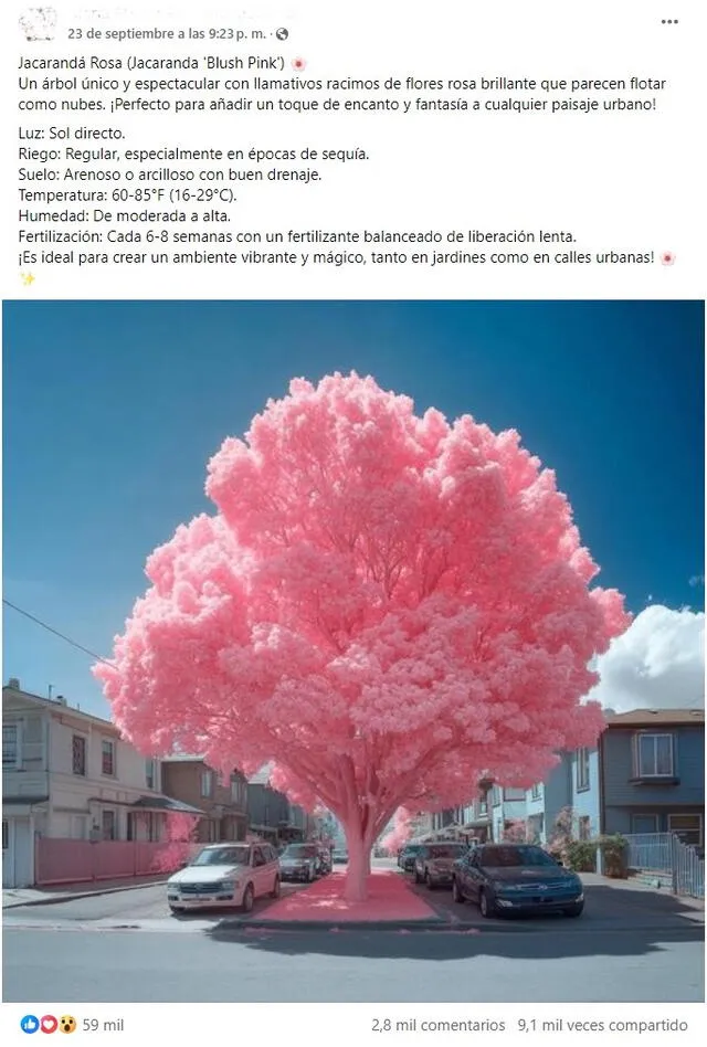 <em> Desinformación sobre el jacaranda rosa. Foto: captura de Facebook</em>   