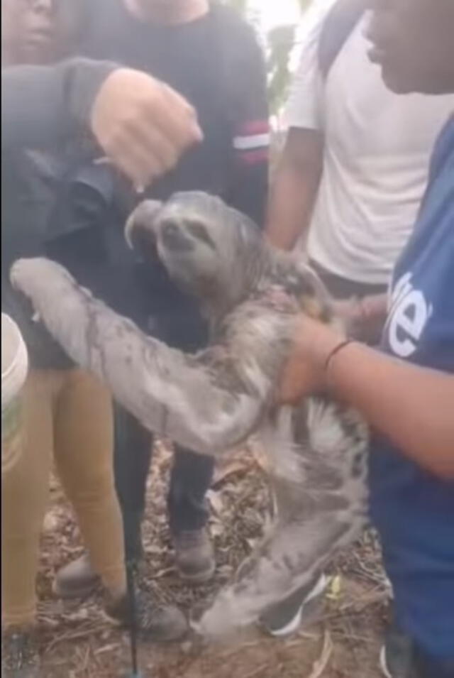  Oso perezoso recibió atención veterinaria. Foto: Prensa total    