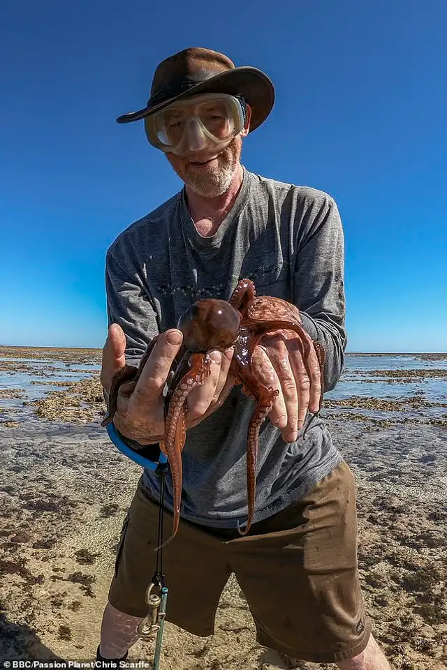 La historia del científico que optó por vivir con un pulpo tras su ...