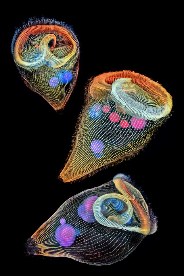 Dr. Igor Siwanowicz del Instituto Médico Howard Hughes (HHMI), Ashburn, Virginia, Estados Unidos. Proyecciones codificadas en profundidad y color de tres stentors (protozoos de agua dulce unicelulares). | NIKON SMALL WORLD