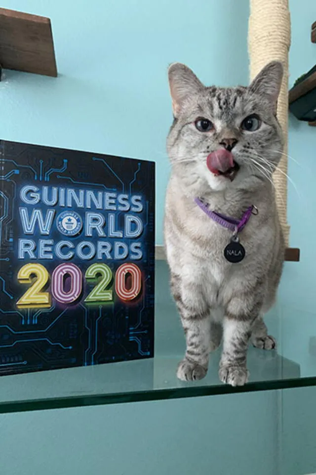 Nala, la gata millonaria que ganó un récord Guinness y es toda una celebridad en redes