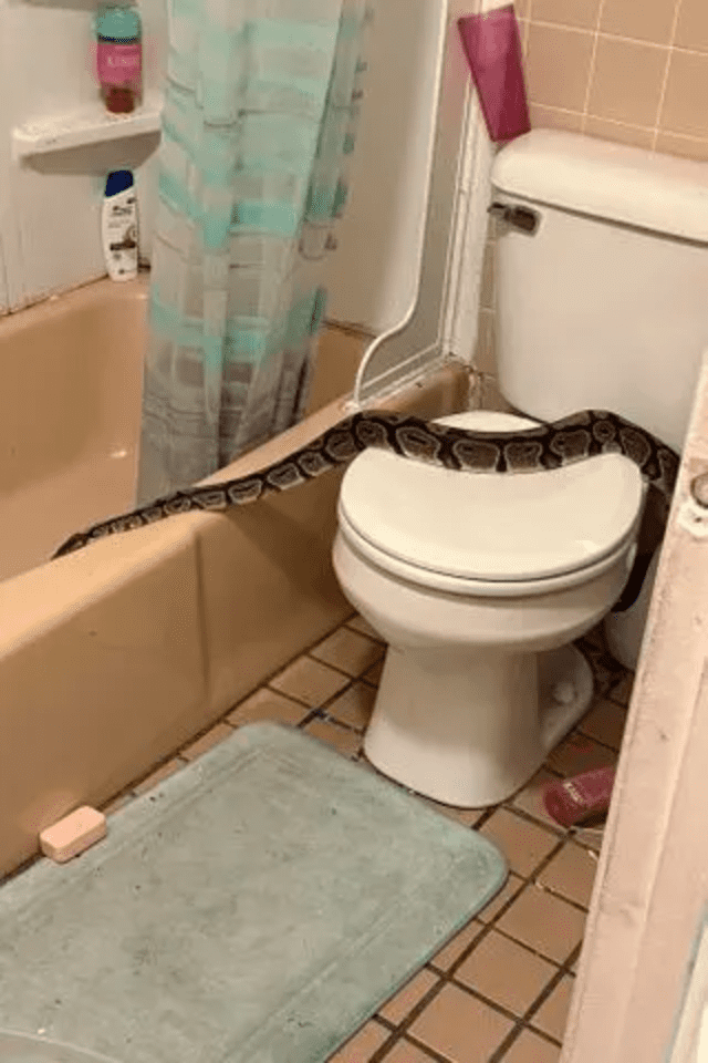 La pitón fue hallada en el baño, tras el susto enorme que se llevó el dueño del lugar. Foto: NH Police Department