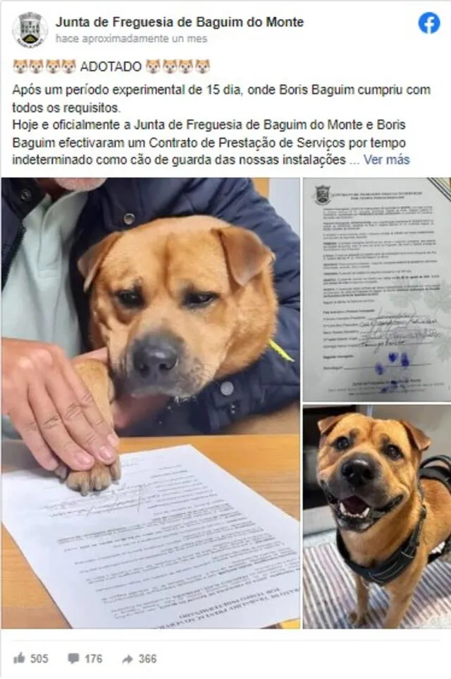 El contrato detalla que también se le prestará “asistencia veterinaria, alimentación, diversión, amor y cariño” a Boris. Foto: Junta de Freguesia de Baguim do Monte   