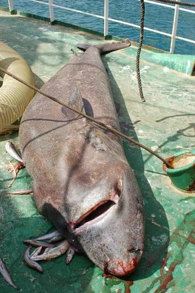  Guiado por su agudo sentido del olfato, el tiburón de Groenlandia se congrega en zonas con intensa actividad pesquera. Foto: Tiburones en Galicia.    