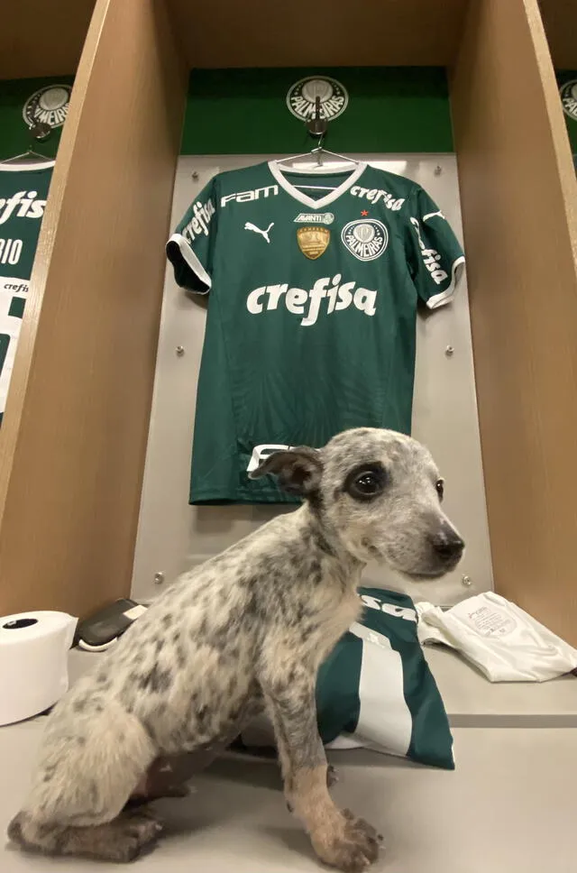 Uno de los cachorros posando en los vestuarios del Allianz parque. Foto: SE Palmeiras