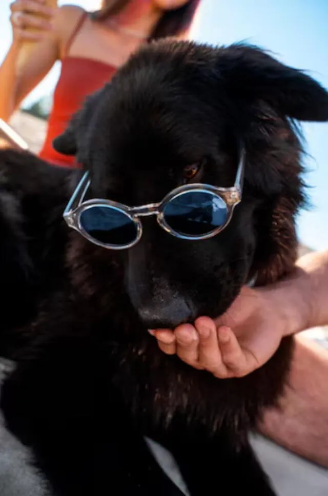 perrito con lentes | animales en eclipse solar | eclipse solar cuidado en animales