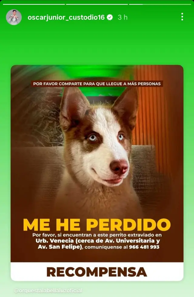 Óscar Junior Custodio pide a sus fans buscar a su perrito. Foto: Óscar Junior Custodio 