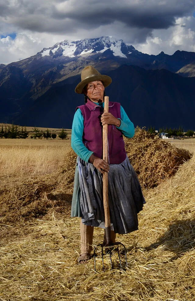 Cosecha de trigo en Maras, Urubamba, Cusco. Foto: La República