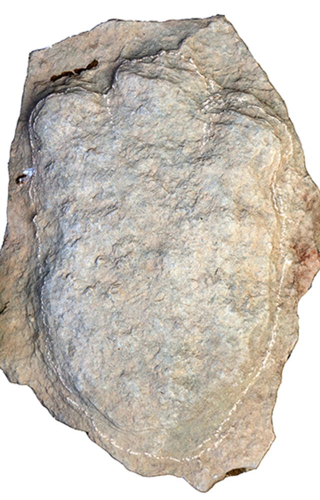 Impronta de dinosaurio encontrada en China. Foto: Universidad de Queensland