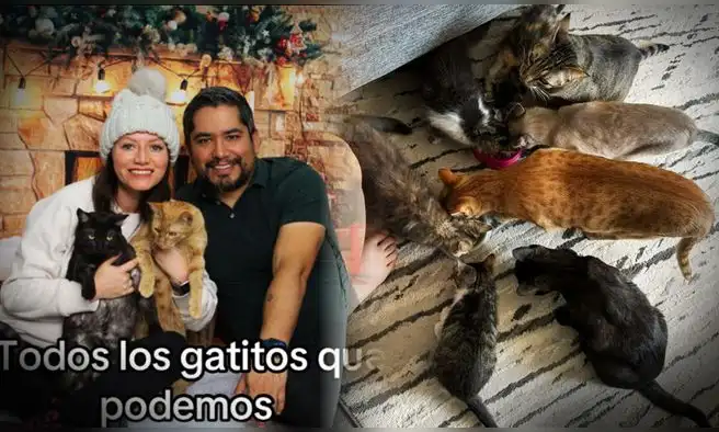 Pareja comparte su 'problema gatuno' y se ganan el corazón de los usuarios: "Ya conocí la envidia"
