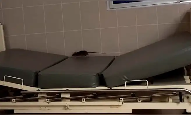 Rata pasea sobre camilla y se sube a jarra de agua usada por pacientes en área de dengue de hospital EsSalud en Piura