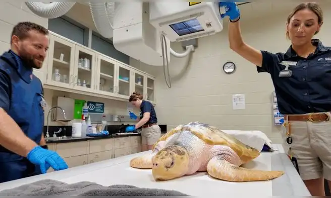 Una perra salvó a una tortuga marina en peligro de extinción que estaba casi congelada en Gales y, tres años después, viajó 8.000 kilómetros