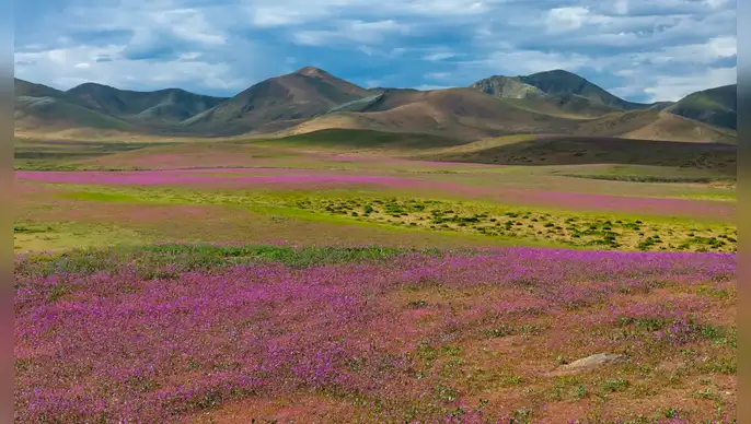 La zona de flores silvestres en el desierto de Atacama, cerca de Copiapó, Chile. Foto: Javier Torres/AFP