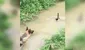 Pato salvaje realiza ingenioso truco para huir de perro que quería cazarlo [VIDEO]