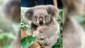 Australia: nace el primer koala luego de los incendios forestales