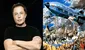 ¿Se cree Noé? Elon Musk comparte imagen que lo muestra llevando parejas de animales a Marte